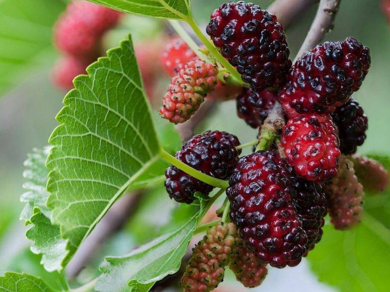 Шелковица купить саженцы из питомнике в Усолье-Сибирском