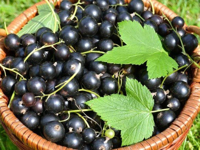 Смородина купить саженцы из питомника в Усолье-Сибирском