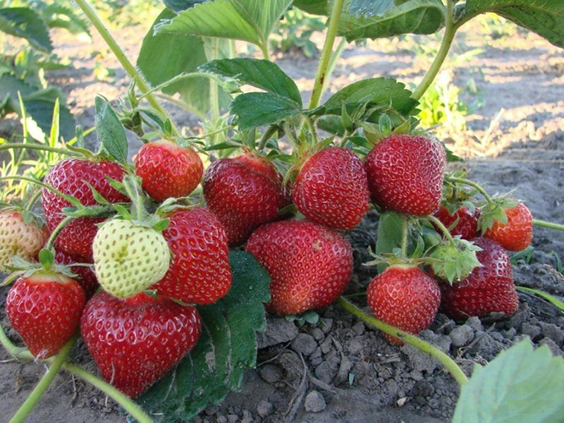 Клубника купить саженцы из питомника в Усолье-Сибирском