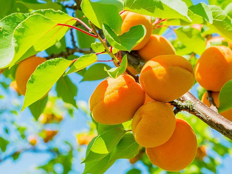 Абрикос купить саженцы из питомнике в Усолье-Сибирском