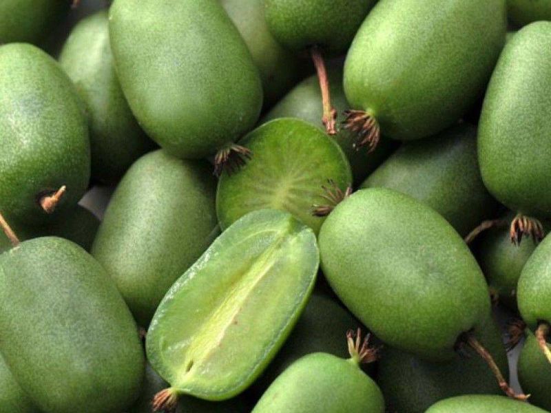 Актинидия купить саженцы из питомнике в Усолье-Сибирском