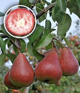 Груша красномякотная "БЛЮТБЕРН"